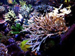 Acropora suharsonoi , Kleinpolypige Steinkoralle Acropora suharsonoi , Kleinpolypige Steinkoralle