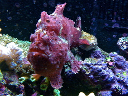 Antennarius maculatus Antennarius maculatus