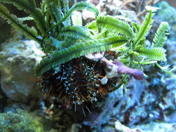 Pfaffenhut Seeigel mit Tarnung Pfaffenhut Seeigel mit Tarnung