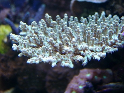 Acropora aculeus , Kleinpolypige Steinkoralle Acropora aculeus , Kleinpolypige Steinkoralle
