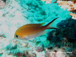 Chromis ternatensis; Malediven, Eriyadu Chromis ternatensis; Malediven, Eriyadu