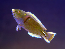 Scarus niger - Schwarzer Papageifisch  (c) by Robert A. Patzner Scarus niger - Schwarzer Papageifisch  (c) by Robert A. Patzner