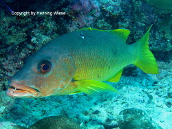 Lutjanus monostigma; Malediven, Eriyadu Lutjanus monostigma; Malediven, Eriyadu
