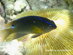 Chrysiptera unimaculata; Malediven, Eriyadu Chrysiptera unimaculata; Malediven, Eriyadu