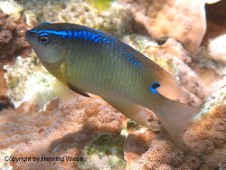 Chrysiptera unimaculata; Malediven, Eriyadu Chrysiptera unimaculata; Malediven, Eriyadu