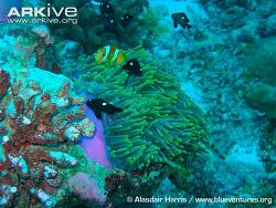 Amphiprion chagosensis - Chagos Anemonenfisch  (c) Copyright  by  Alasdair Harris / Blue Ventures Amphiprion chagosensis - Chagos Anemonenfisch  (c) Copyright  by  Alasdair Harris / Blue Ventures
