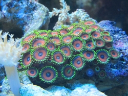 Zoanthus sp. Zoanthus sp.