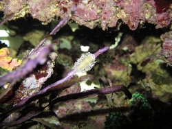 eventuell eine Tritoniopsis elegans eventuell eine Tritoniopsis elegans