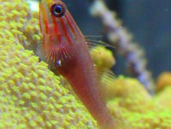 Trimma striata Trimma striata