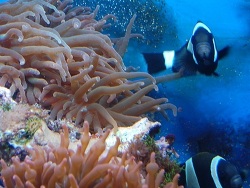 Amphiprion latezonatus Amphiprion latezonatus