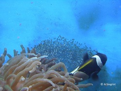 Amphiprion latezonatus Amphiprion latezonatus