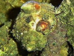 Thyca stellasteris Thyca stellasteris