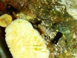 Thyca stellasteris - Schnecke Thyca stellasteris - Schnecke
