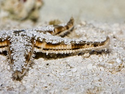 Archaster angulatus 1 Archaster angulatus 1