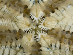 Archaster angulatus 3 Archaster angulatus 3