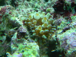 Minianemone Minianemone