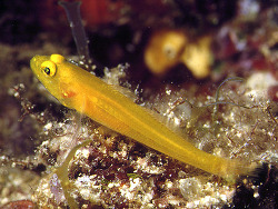 Gobius auratus   Risso, 1810   (c) by Robert A. Patzner Gobius auratus   Risso, 1810   (c) by Robert A. Patzner
