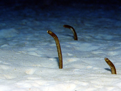 Heteroconger longissimus Picture (c) by Robert A. Patzner  Heteroconger longissimus Picture (c) by Robert A. Patzner