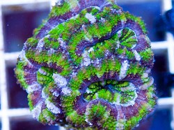 © Extrem Corals Claude Schuhmacher © Extrem Corals Claude Schuhmacher