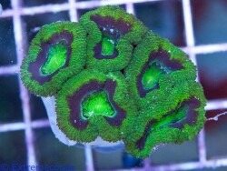 © Extrem Corals Claude Schuhmacher © Extrem Corals Claude Schuhmacher
