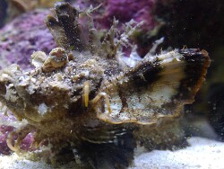 Inimicus didactylus Inimicus didactylus