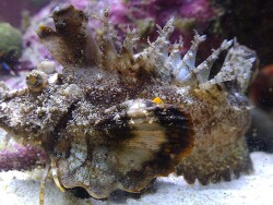 Inimicus didactylus Inimicus didactylus