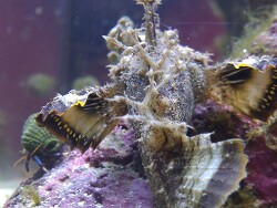 Inimicus didactylus Inimicus didactylus