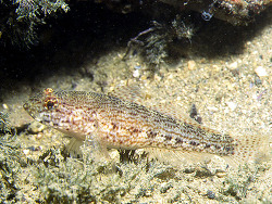 Gobius fallax  (c) by Robert A. Patzner Gobius fallax  (c) by Robert A. Patzner