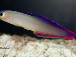 Nemateleostris decora Nemateleostris decora