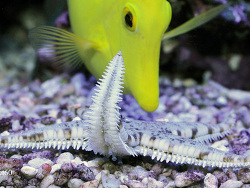 Archaster angulatus Archaster angulatus