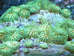 Fungia moluccensis -  (c) Copyright Bild - Jürgen Schmitt, www.Miniriff.de Fungia moluccensis -  (c) Copyright Bild - Jürgen Schmitt, www.Miniriff.de