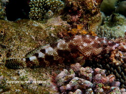 Epinephelus spilotoceps; Malediven; Eriyadu Epinephelus spilotoceps; Malediven; Eriyadu
