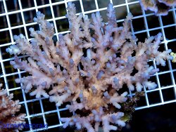 Acropora loripes  (c) by Extremcorals.de Acropora loripes  (c) by Extremcorals.de