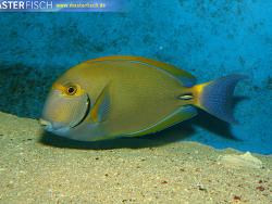 Acanthurus dussumieri - Dussumieres Doktorfisch Acanthurus dussumieri - Dussumieres Doktorfisch
