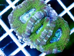 Micromussa minuta  (c) Extremecorals Micromussa minuta  (c) Extremecorals