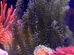 Caulerpa lentillifera - Kriechsprossalge Caulerpa lentillifera - Kriechsprossalge