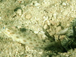 Ctenogobiops pomastictus  (c) by Randall J.E. Ctenogobiops pomastictus  (c) by Randall J.E.