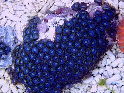 copyright Markus Pfeiffer Riffplaza Aquaristik copyright Markus Pfeiffer Riffplaza Aquaristik