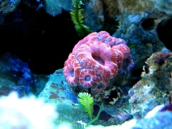Acanthastrea Acanthastrea