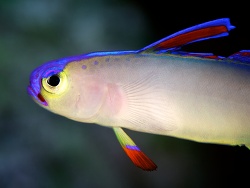 Nemateleotris decora Nemateleotris decora