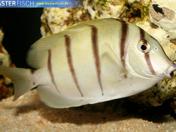 Acanthurus triostegus - Gitter-Doktorfisch Acanthurus triostegus - Gitter-Doktorfisch