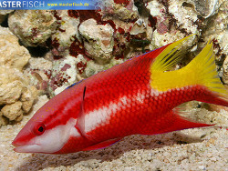 Bodianus pulchellus - Kubalippfisch Bodianus pulchellus - Kubalippfisch