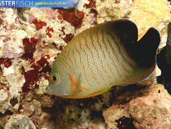 Centropyge eibli - Eibls Zwergkaiserfisch Centropyge eibli - Eibls Zwergkaiserfisch