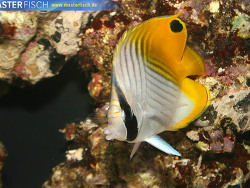 Chaetodon auriga - Fähnchen - Falterfisch Chaetodon auriga - Fähnchen - Falterfisch