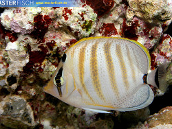Chaetodon multicinctus - Hawaii-Steifenfalterfisch Chaetodon multicinctus - Hawaii-Steifenfalterfisch