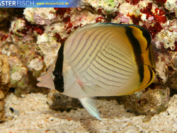 Chaetodon vagabundus - Vagabund-Falterfisch Chaetodon vagabundus - Vagabund-Falterfisch