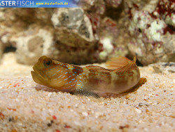 Cryptocentrus cyanotaenia - Grundel Cryptocentrus cyanotaenia - Grundel