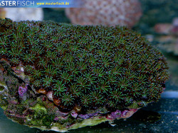 Galaxea astreata - Großpolypige Steinkoralle Galaxea astreata - Großpolypige Steinkoralle