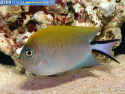 Genicanthus melanospilos - Pazifischer Zebrakaiserfisch Genicanthus melanospilos - Pazifischer Zebrakaiserfisch