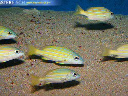 Lutjanus kasmira - Blausteifen-Schnapper Lutjanus kasmira - Blausteifen-Schnapper